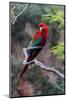 South America, Brazil, Mato Grosso do Sul, Jardim, Red-and-green macaw.-Ellen Goff-Mounted Photographic Print