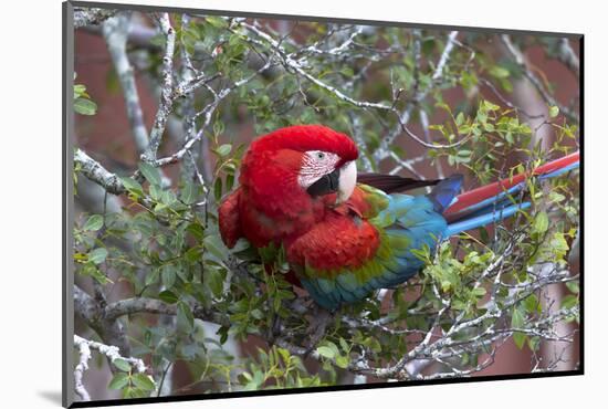 South America, Brazil, Mato Grosso do Sul, Jardim, Red-and-green macaw.-Ellen Goff-Mounted Photographic Print
