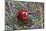 South America, Brazil, Mato Grosso do Sul, Jardim, Red-and-green macaw.-Ellen Goff-Mounted Photographic Print