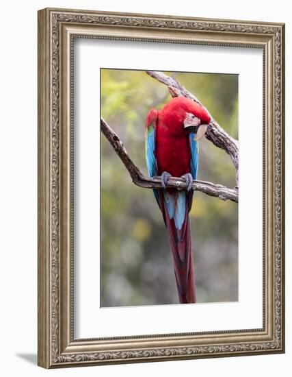 South America, Brazil, Mato Grosso do Sul, Jardim, Red-and-green macaw.-Ellen Goff-Framed Photographic Print