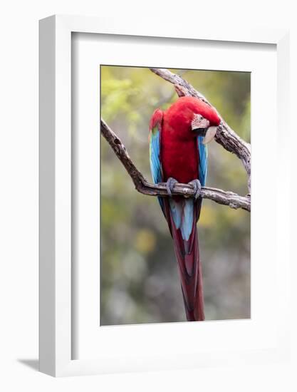 South America, Brazil, Mato Grosso do Sul, Jardim, Red-and-green macaw.-Ellen Goff-Framed Photographic Print