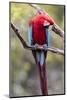 South America, Brazil, Mato Grosso do Sul, Jardim, Red-and-green macaw.-Ellen Goff-Mounted Photographic Print