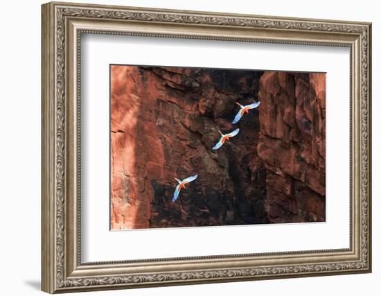 South America, Brazil, Mato Grosso do Sul, Jardim, Red-and-green macaws flying in the sinkhole.-Ellen Goff-Framed Photographic Print