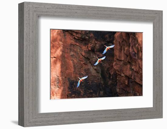 South America, Brazil, Mato Grosso do Sul, Jardim, Red-and-green macaws flying in the sinkhole.-Ellen Goff-Framed Photographic Print