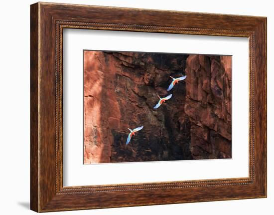 South America, Brazil, Mato Grosso do Sul, Jardim, Red-and-green macaws flying in the sinkhole.-Ellen Goff-Framed Photographic Print