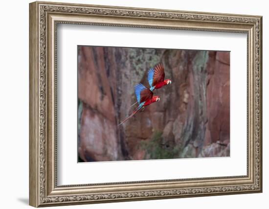 South America, Brazil, Mato Grosso do Sul, Jardim, Red-and-green macaws flying in the sinkhole.-Ellen Goff-Framed Photographic Print