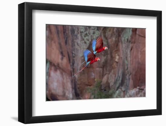 South America, Brazil, Mato Grosso do Sul, Jardim, Red-and-green macaws flying in the sinkhole.-Ellen Goff-Framed Photographic Print