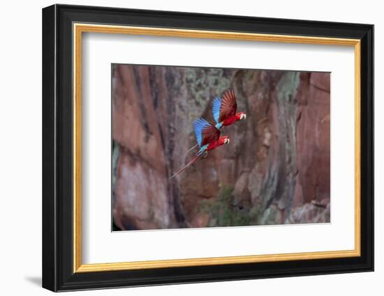 South America, Brazil, Mato Grosso do Sul, Jardim, Red-and-green macaws flying in the sinkhole.-Ellen Goff-Framed Photographic Print