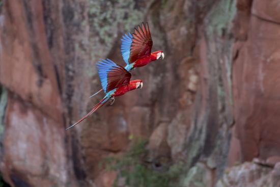 South America Brazil Mato Grosso Do Sul Jardim Red And Green Macaws Flying In The Sinkhole Photographic Print By Ellen Goff Art Com