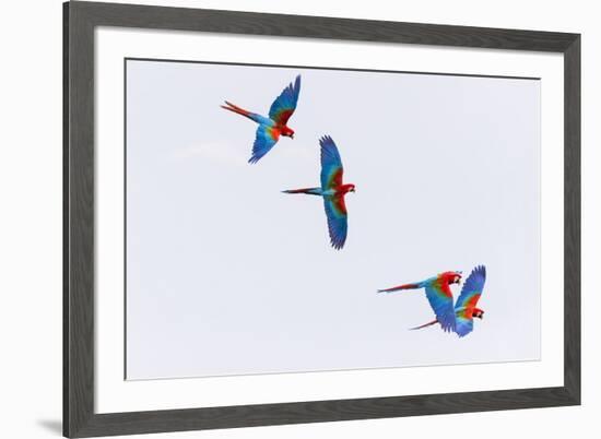 South America, Brazil, Mato Grosso do Sul, Jardim, Red-and-green macaws flying in the sinkhole.-Ellen Goff-Framed Premium Photographic Print