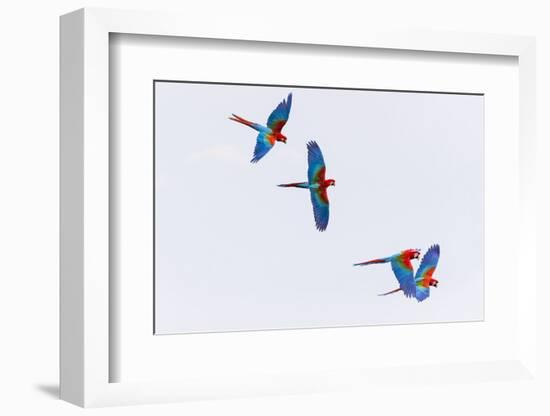 South America, Brazil, Mato Grosso do Sul, Jardim, Red-and-green macaws flying in the sinkhole.-Ellen Goff-Framed Photographic Print