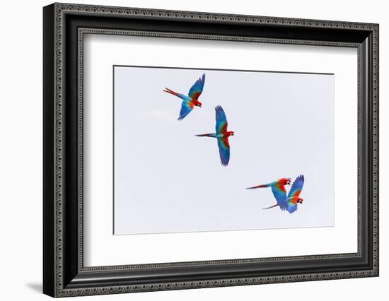 South America, Brazil, Mato Grosso do Sul, Jardim, Red-and-green macaws flying in the sinkhole.-Ellen Goff-Framed Photographic Print