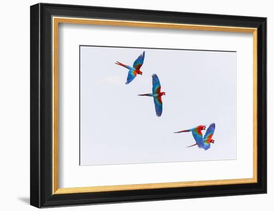 South America, Brazil, Mato Grosso do Sul, Jardim, Red-and-green macaws flying in the sinkhole.-Ellen Goff-Framed Photographic Print