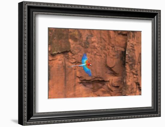 South America, Brazil, Mato Grosso do Sul, Jardim, Red-and-green macaws flying in the sinkhole.-Ellen Goff-Framed Photographic Print