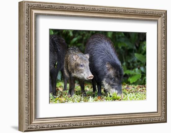 South America, Brazil, Mato Grosso do Sul, white-lipped peccary and young.-Ellen Goff-Framed Photographic Print