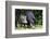 South America, Brazil, Mato Grosso do Sul, white-lipped peccary and young.-Ellen Goff-Framed Photographic Print