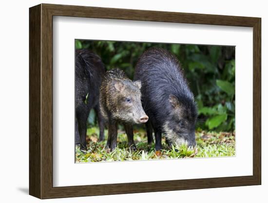 South America, Brazil, Mato Grosso do Sul, white-lipped peccary and young.-Ellen Goff-Framed Photographic Print