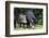 South America, Brazil, Mato Grosso do Sul, white-lipped peccary and young.-Ellen Goff-Framed Photographic Print