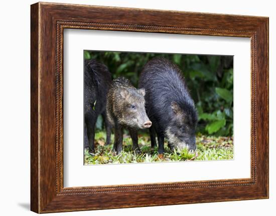 South America, Brazil, Mato Grosso do Sul, white-lipped peccary and young.-Ellen Goff-Framed Photographic Print
