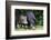South America, Brazil, Mato Grosso do Sul, white-lipped peccary and young.-Ellen Goff-Framed Photographic Print