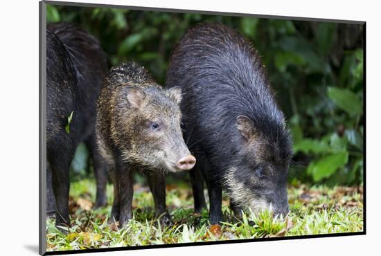 South America, Brazil, Mato Grosso do Sul, white-lipped peccary and young.-Ellen Goff-Mounted Photographic Print
