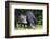 South America, Brazil, Mato Grosso do Sul, white-lipped peccary and young.-Ellen Goff-Framed Photographic Print