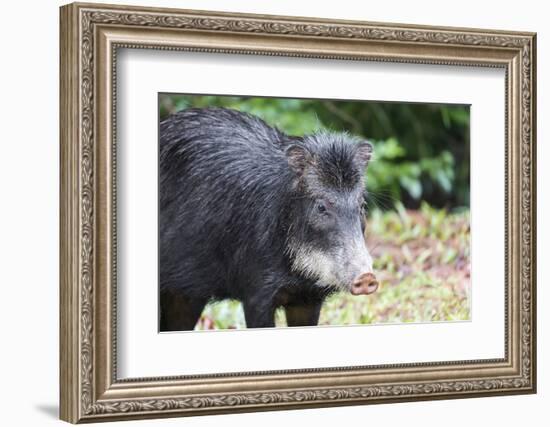 South America, Brazil, Mato Grosso do Sul, white-lipped peccary.-Ellen Goff-Framed Photographic Print