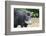 South America, Brazil, Mato Grosso do Sul, white-lipped peccary.-Ellen Goff-Framed Photographic Print