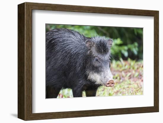 South America, Brazil, Mato Grosso do Sul, white-lipped peccary.-Ellen Goff-Framed Photographic Print