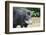 South America, Brazil, Mato Grosso do Sul, white-lipped peccary.-Ellen Goff-Framed Photographic Print