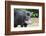 South America, Brazil, Mato Grosso do Sul, white-lipped peccary.-Ellen Goff-Framed Photographic Print