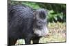 South America, Brazil, Mato Grosso do Sul, white-lipped peccary.-Ellen Goff-Mounted Photographic Print