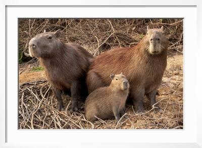 3dRose Brazil, Pantanal A capybara walking proudly. - Key Chains, 2.25 by  2.25-inch, set of 2