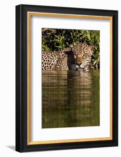 South America, Brazil, Pantanal Wetlands, Jaguar Preparing to Cross the Three Brothers River-Judith Zimmerman-Framed Photographic Print