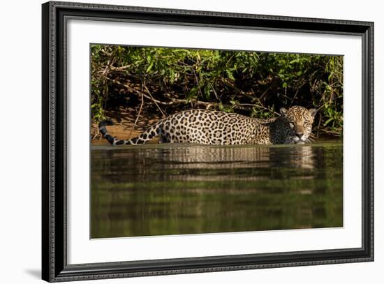 South America, Brazil, Pantanal Wetlands, Jaguar Preparing to Cross the Three Brothers River-Judith Zimmerman-Framed Photographic Print