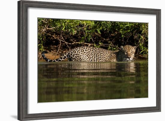 South America, Brazil, Pantanal Wetlands, Jaguar Preparing to Cross the Three Brothers River-Judith Zimmerman-Framed Photographic Print