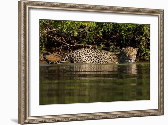 South America, Brazil, Pantanal Wetlands, Jaguar Preparing to Cross the Three Brothers River-Judith Zimmerman-Framed Photographic Print