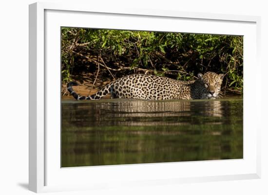 South America, Brazil, Pantanal Wetlands, Jaguar Preparing to Cross the Three Brothers River-Judith Zimmerman-Framed Photographic Print