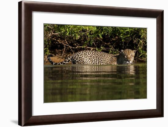 South America, Brazil, Pantanal Wetlands, Jaguar Preparing to Cross the Three Brothers River-Judith Zimmerman-Framed Photographic Print