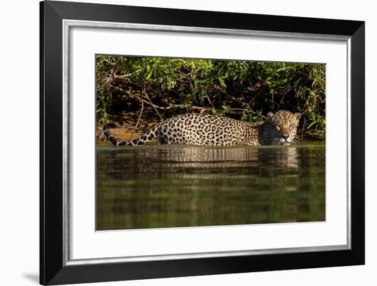 South America, Brazil, Pantanal Wetlands, Jaguar Preparing to Cross the Three Brothers River-Judith Zimmerman-Framed Photographic Print