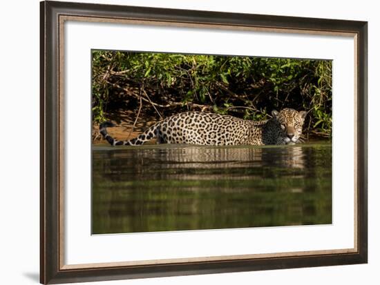 South America, Brazil, Pantanal Wetlands, Jaguar Preparing to Cross the Three Brothers River-Judith Zimmerman-Framed Photographic Print