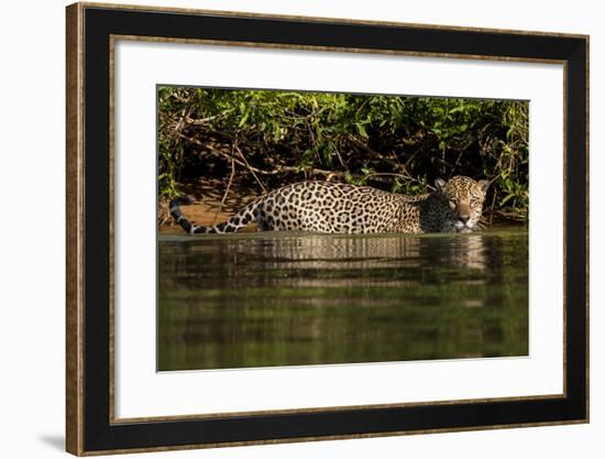 South America, Brazil, Pantanal Wetlands, Jaguar Preparing to Cross the Three Brothers River-Judith Zimmerman-Framed Photographic Print