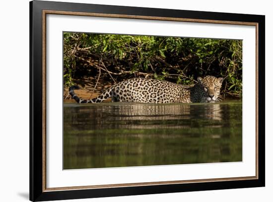 South America, Brazil, Pantanal Wetlands, Jaguar Preparing to Cross the Three Brothers River-Judith Zimmerman-Framed Photographic Print