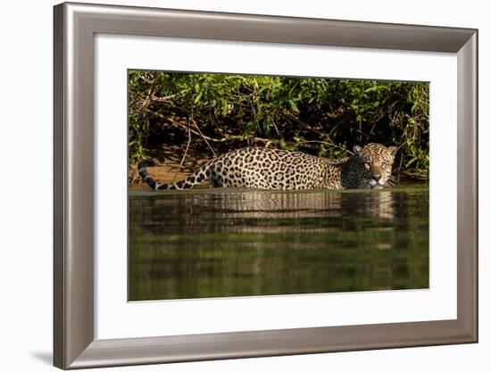 South America, Brazil, Pantanal Wetlands, Jaguar Preparing to Cross the Three Brothers River-Judith Zimmerman-Framed Photographic Print