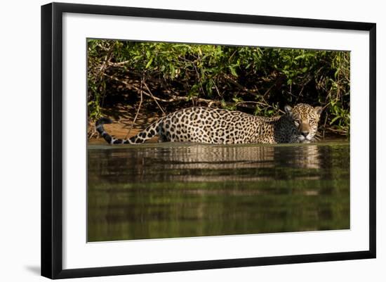 South America, Brazil, Pantanal Wetlands, Jaguar Preparing to Cross the Three Brothers River-Judith Zimmerman-Framed Photographic Print