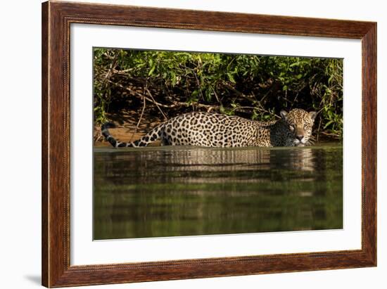 South America, Brazil, Pantanal Wetlands, Jaguar Preparing to Cross the Three Brothers River-Judith Zimmerman-Framed Photographic Print