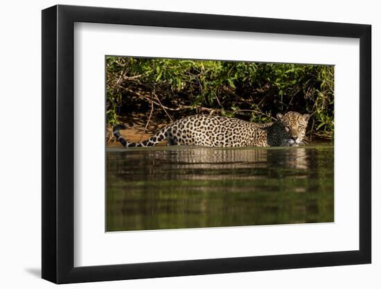 South America, Brazil, Pantanal Wetlands, Jaguar Preparing to Cross the Three Brothers River-Judith Zimmerman-Framed Photographic Print