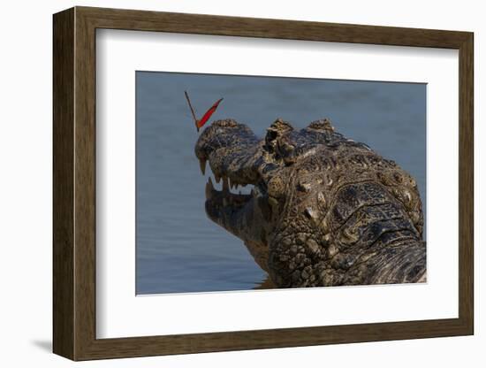 South America, Brazil, Pantanal Wetlands, Yacare Caiman and Butterfly on the Cuiaba River-Judith Zimmerman-Framed Photographic Print