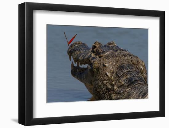 South America, Brazil, Pantanal Wetlands, Yacare Caiman and Butterfly on the Cuiaba River-Judith Zimmerman-Framed Photographic Print
