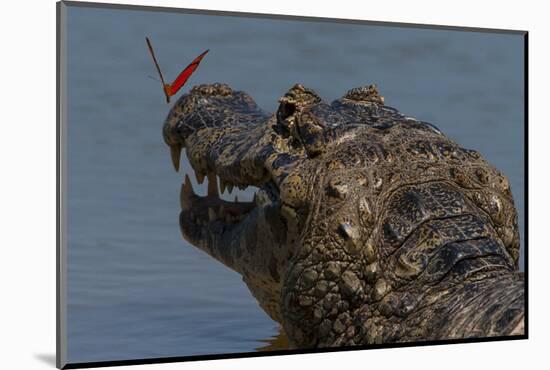 South America, Brazil, Pantanal Wetlands, Yacare Caiman and Butterfly on the Cuiaba River-Judith Zimmerman-Mounted Photographic Print